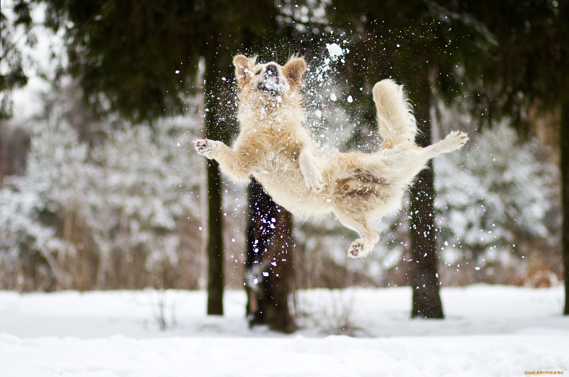 Зимнее утро весело. Зимнее настроение. Зима радость. Собака радуется снегу. Животные радуются снегу.